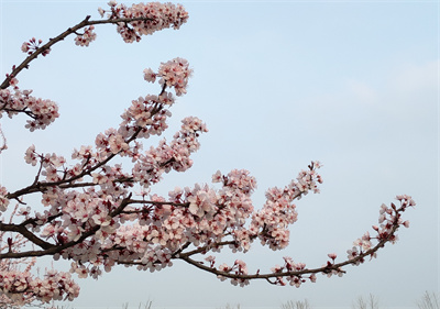 泗阳中专：春之美景惹人醉